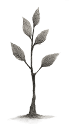 A sapling symbolizing growth